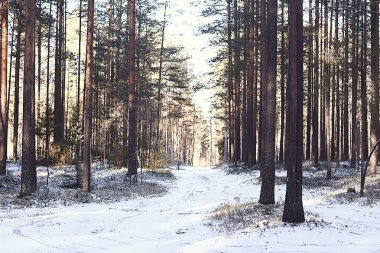 Kış Parkı, kış havalarda Cityscape/manzara kar, şehir, kuzeyde bir şehir parkında ağaçlar