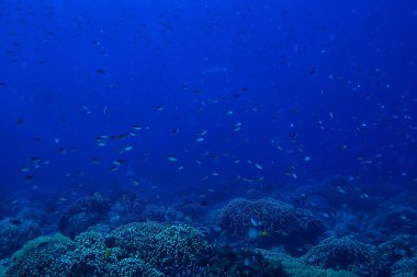 sualtı dünyası/mavi deniz vahşi, dünya Okyanusu, inanılmaz sualtı