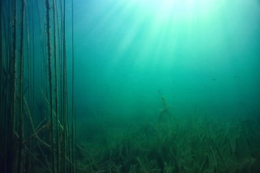 bitkiler ekosistem manzara nehir su sualtı taze güneş ışınları