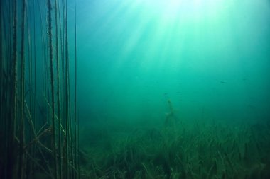 sun rays river underwater landscape / abstract underwater landscape plants fresh ecosystem clipart