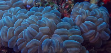 deniz ekosistemi sualtı görünümü/denizdeki mavi okyanus vahşi doğa, soyut arka plan