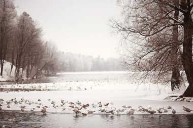 wintering birds / bird flock, winter lake, wild birds on winter lake, seasonal, migratory ducks