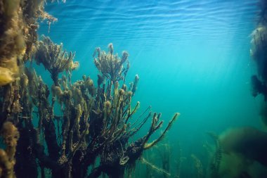 mangroves sualtı peyzaj arka plan/soyut çalılar ve ağaçlar su, şeffaf su doğa Eko