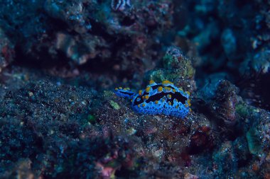 su altında Nudibranch molusk sualtı fotoğraf/deniz makro