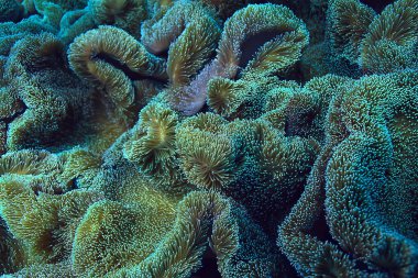 mercan resifi makro/doku, soyut deniz ekosistemi arka plan üzerinde bir mercan resifi