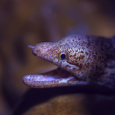 su altında Moray yılan balığı/güzel deniz sualtı görünümü