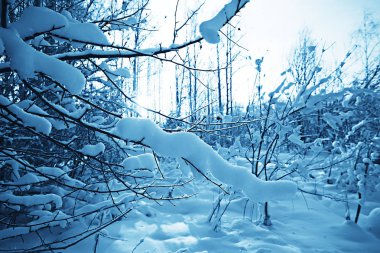 kış manzara orman/karlı havalarda Ocak, karlı ormanda güzel manzara, kuzeye bir gezi