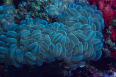 sualtı dünyası/mavi deniz vahşi, dünya Okyanusu, inanılmaz sualtı