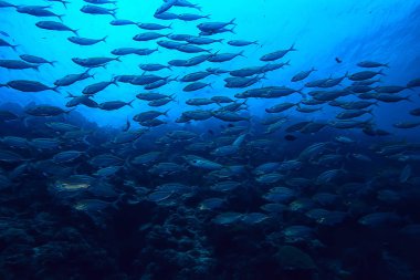 su/deniz ekosistemi altında scad söve, mavi bir arka planda balık büyük okul, canlı soyut balık
