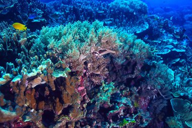 mercan resifi makro/doku, soyut deniz ekosistemi arka plan üzerinde bir mercan resifi