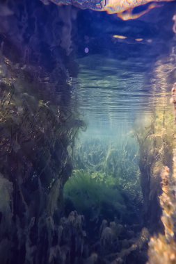 mangroves sualtı peyzaj arka plan/soyut çalılar ve ağaçlar su, şeffaf su doğa Eko