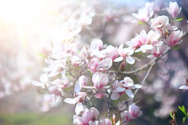 Manolya Çiçeği bahar bahçe/güzel çiçekler, bahar arka plan pembe çiçekler