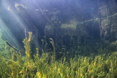 Bataklık sualtı manzara soyut/batık ağaçlar ve net suda yosun, ekoloji sualtı dünyası