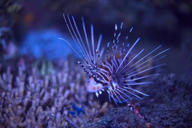manzara, güzel zehirli balık akrep sualtı fotoğraf/sualtı görünümü