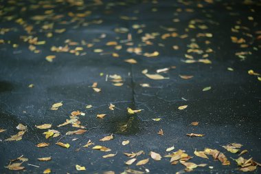 Sonbahar ıslak yaprakları arka plan/sonbahar arka plan, sarı yaprakları ağaçlardan düşmüş, yaprakları sonbahar, sonbahar Parkı