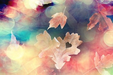 autumn heart on oak yellow leaf / heart symbol in autumn decoration, concept autumn love, walk in the park