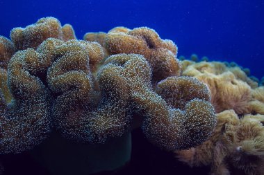 mercan resifi makro/doku, soyut deniz ekosistemi arka plan üzerinde bir mercan resifi
