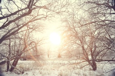 Kış ormanında günbatımı/Park, kar ormanı ve güneş, kış dinlenme Şubat günbatımı
