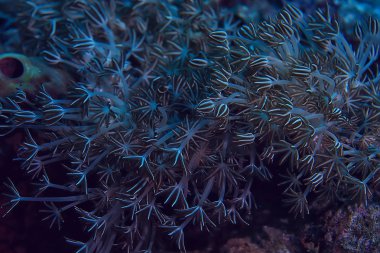 mercan resifi makro/doku, soyut deniz ekosistemi arka plan üzerinde bir mercan resifi