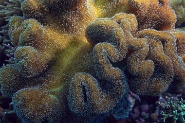 mercan resifi makro/doku, soyut deniz ekosistemi arka plan üzerinde bir mercan resifi
