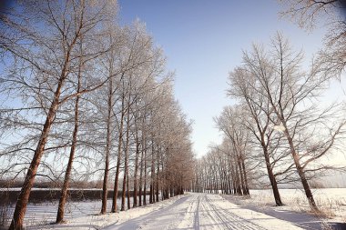kış manzara orman/karlı havalarda Ocak, karlı ormanda güzel manzara, kuzeye bir gezi
