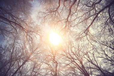 Kış ormanında günbatımı/Park, kar ormanı ve güneş, kış dinlenme Şubat günbatımı