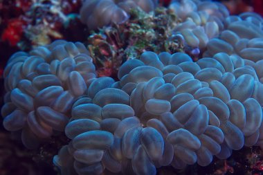 mercan resifi makro/doku, soyut deniz ekosistemi arka plan üzerinde bir mercan resifi