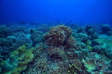 mercan resifi makro/doku, soyut deniz ekosistemi arka plan üzerinde bir mercan resifi