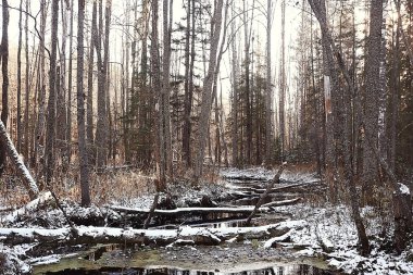 kış manzara orman/karlı havalarda Ocak, karlı ormanda güzel manzara, kuzeye bir gezi