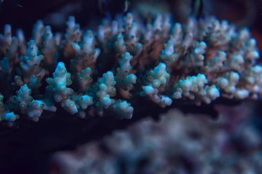 mercan resifi makro/doku, soyut deniz ekosistemi arka plan üzerinde bir mercan resifi