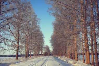 kış manzara orman/karlı havalarda Ocak, karlı ormanda güzel manzara, kuzeye bir gezi
