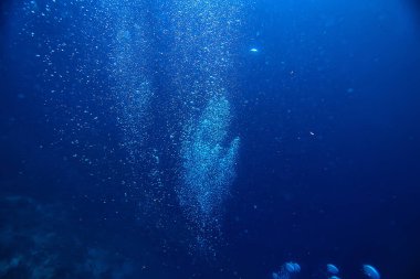 su içine dalış/deniz sahnesi, okyanusta dinlenme, su altında yaban hayatı