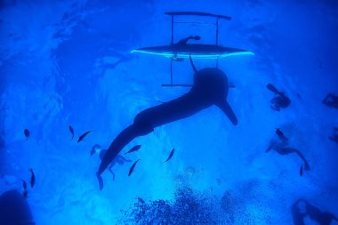 tekne insanlar dalış sualtı/soyut görünüm, sualtı manzara, tekne ve şnorkelli yüzme insanlar