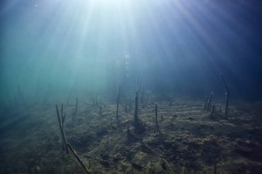 Bataklık sualtı manzara soyut/batık ağaçlar ve net suda yosun, ekoloji sualtı dünyası