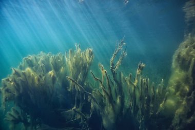 Doğa Göl manzara mavi çevre su sualtı şeffaf