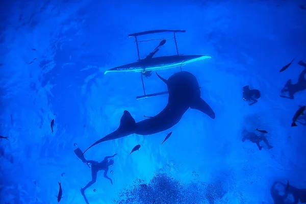 Whale Shark Scen Landskap Abstrakt Undervattens Stora Havsfisk Äventyr Dykning — Stockfoto