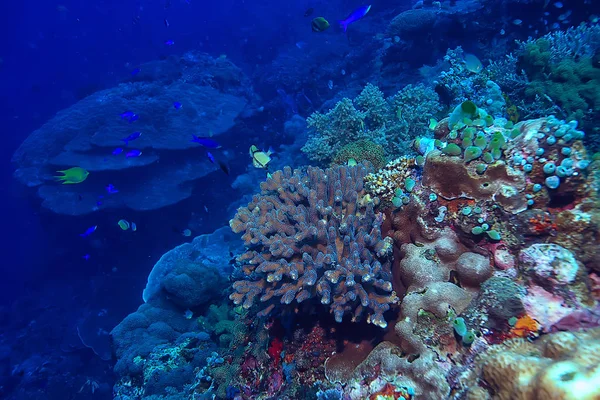 Vida Marinha Esponja Subaquática Recife Coral Cena Subaquática Paisagem Oceânica — Fotografia de Stock