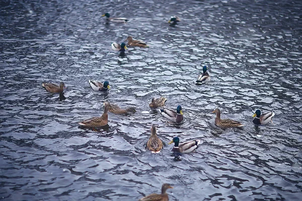 Uccelli Svernanti Gregge Uccelli Lago Invernale Uccelli Selvatici Sul Lago — Foto Stock