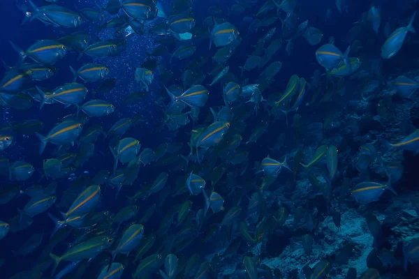 Scad Pamb Unter Wasser Meer Ökosystem Große Fischschwärme Auf Blauem — Stockfoto