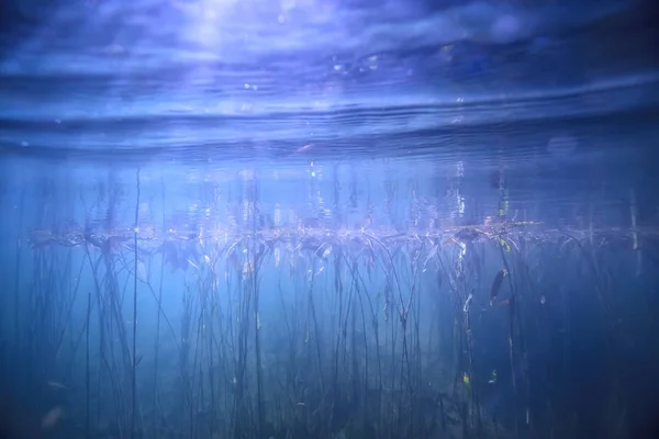 Pantano Paisaje Submarino Árboles Abstractos Hundidos Algas Aguas Cristalinas Ecología — Foto de Stock