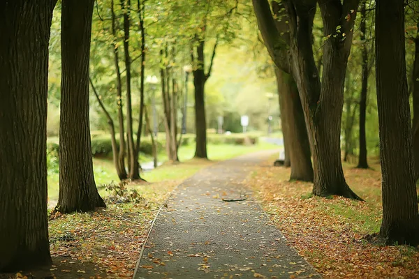 Ścieżka Jesienny Park Jesienny Krajobraz Żółty Park Jesienią Drzew Liści — Zdjęcie stockowe