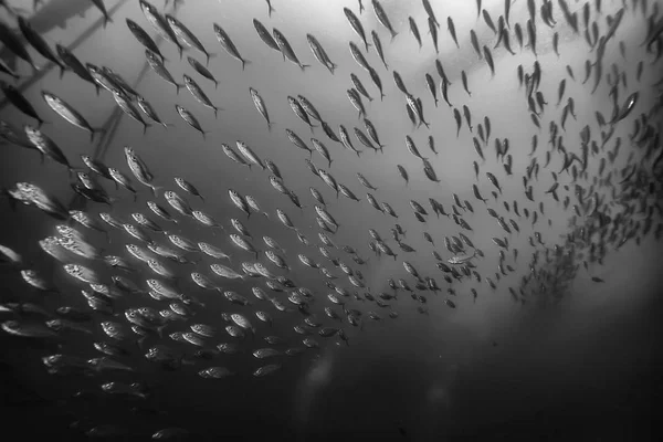 Grupo Peixes Brancos Pretos Design Cartaz Natureza Subaquática — Fotografia de Stock