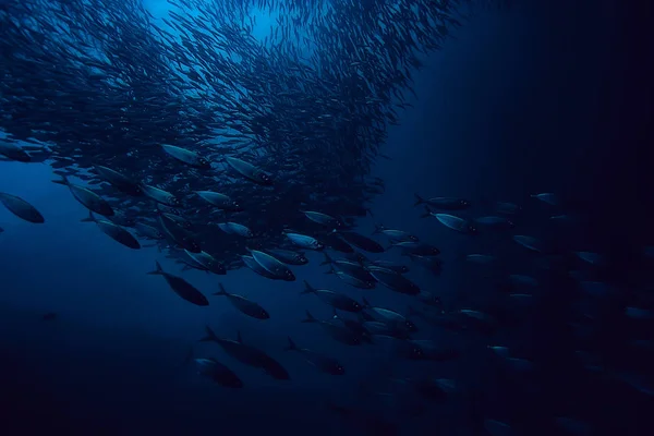海の下 風景水中世界 シーンブルー牧歌自然 — ストック写真