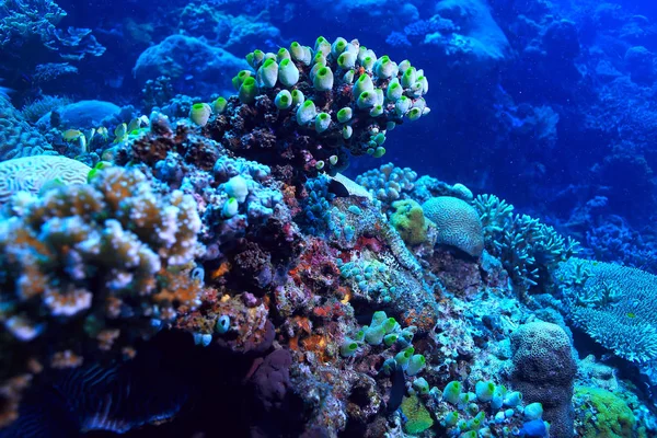 Barriera Corallina Subacquea Laguna Con Coralli Paesaggio Subacqueo Gita Snorkeling — Foto Stock