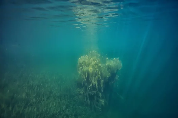 被淹没的树被淹没水下 湖新鲜丛林水生态学美丽的风景 — 图库照片