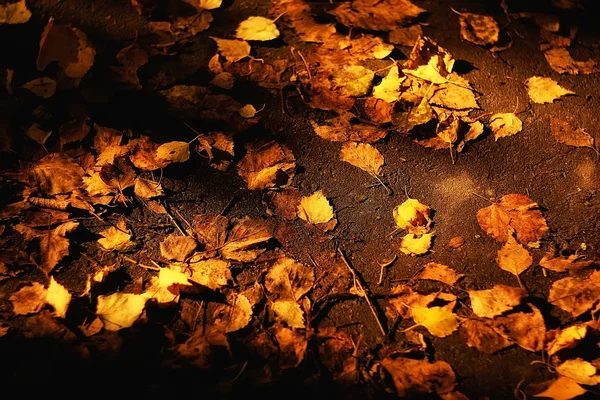 Herbst Nasse Blätter Hintergrund Herbst Hintergrund Gelbe Blätter Fallen Von — Stockfoto