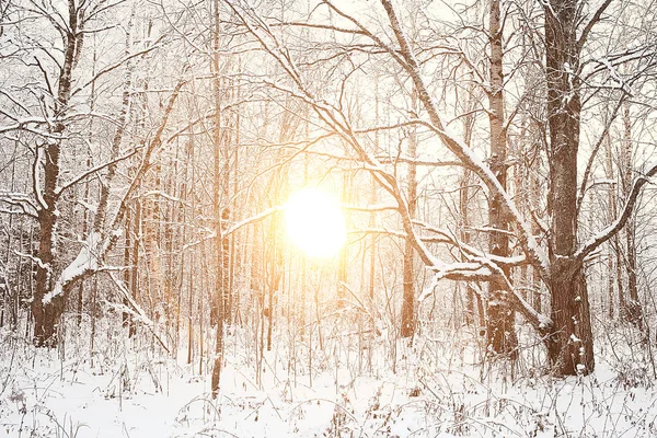 Coucher Soleil Dans Forêt Hiver Coucher Soleil Février Dans Parc — Photo