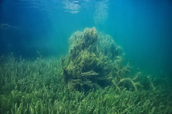 Ramp Ecologie Rivier Onderwater Landschap Vervuiling Ecologie Onderwater — Stockfoto