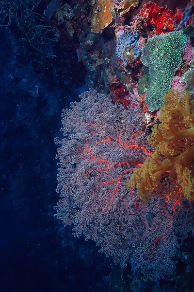 Grande Corallo Ramificato Gorgonese Sulla Barriera Corallina Mare Vita Sottomarina — Foto Stock