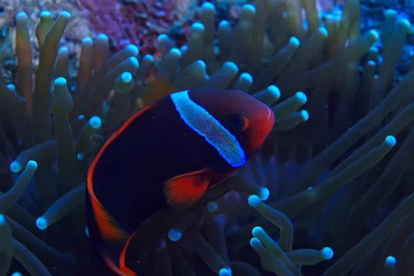 Arrecife Coral Bajo Agua Laguna Con Corales Paisaje Submarino Viaje — Foto de Stock